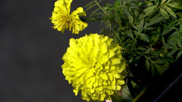 Marigold flower or Genda Phul blooming under the sun