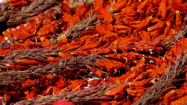 Pan shot of Tita Phul or Bitter Flower scientifically known as Phlogacanthus thyrsiformsis kept for sun drying