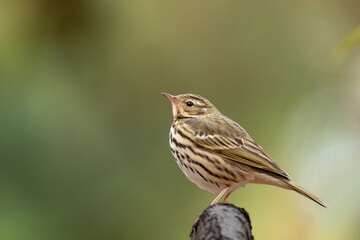 Fototapeta premium 枝に止まる野鳥
