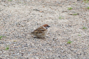 初夏　自然　風景　鳥