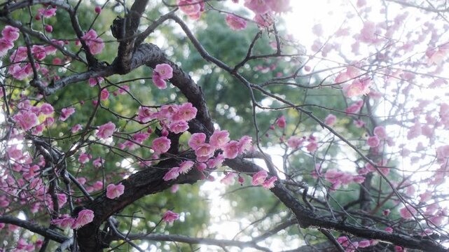 Backlit plum blossoms sparkling in sunlight, Japanese spring background	