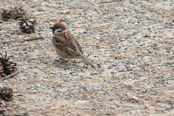 初夏　自然　風景　鳥