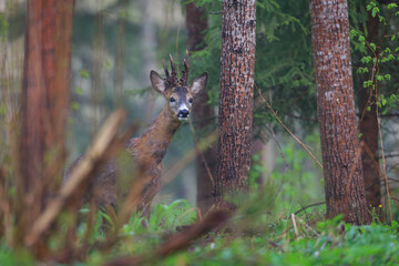 Male roe deer in the forest © indukas