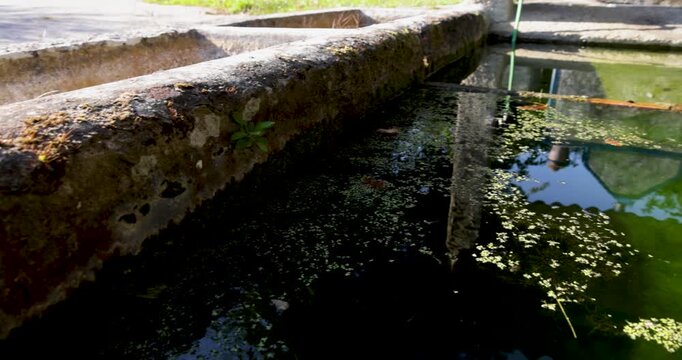 A small pond with green water and a concrete wall