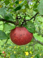 A red apple grows on a branch.