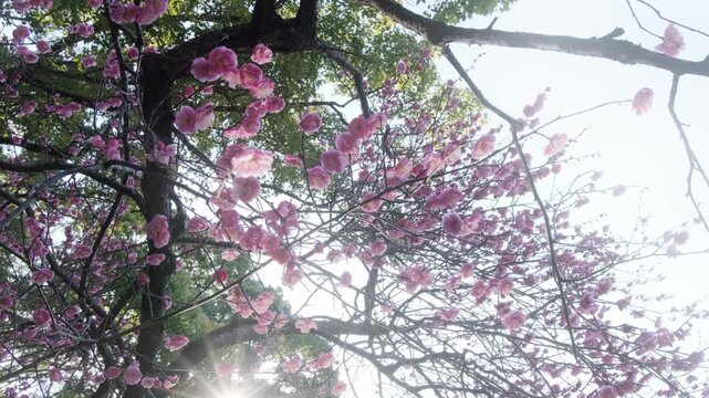 Backlit plum blossoms sparkling in sunlight, Japanese spring background	