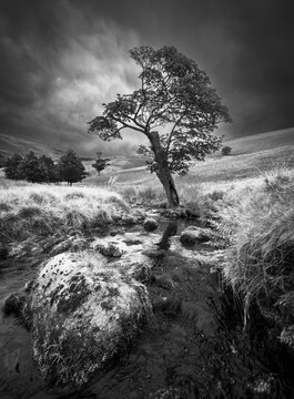 LOOKING TO KINDER SCOUT FROM RIVER BOULDER AND OLD TREE