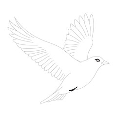 Obraz premium Flying bird outline vector illustration. Hand-drawn black and white line art of a bird in flight with spread wings, isolated on a white background.