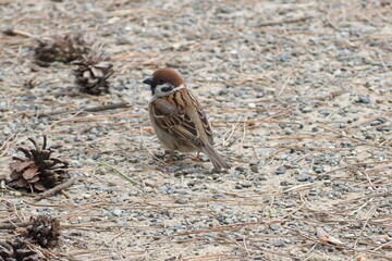 初夏　自然　風景　鳥