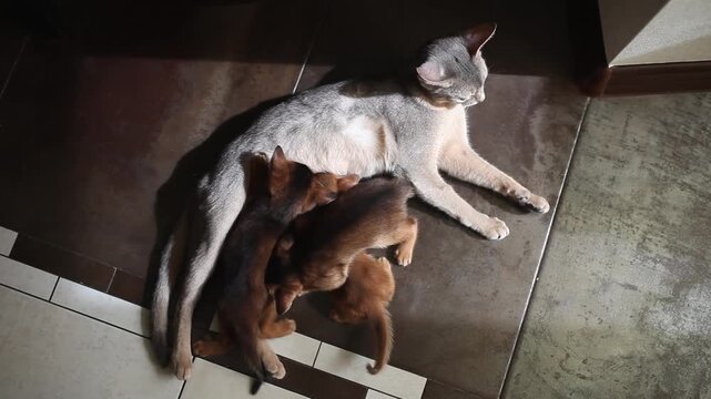 Abyssinian mother cat nursing three kittens on floor, bathed in warm sunlight. Maternal care, bonding and domestic cats life.