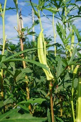 Abelmoschus manihot L Medik blooms in August with pale yellow petals and deep purple centers. It is a tall straight herb with palm shaped leaves found in South Korea.