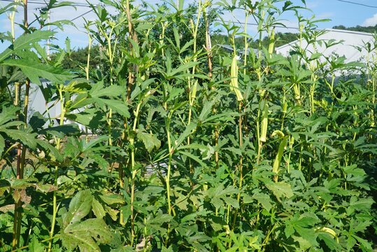 Abelmoschus manihot L Medik is an annual herb in South Korea used for Hanji paper. It grows up to 1.5m featuring palm shaped leaves and yellow flowers with purple centers.