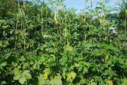 Abelmoschus manihot L Medik is an annual herb in South Korea used for Hanji paper. It grows up to 1.5m featuring palm shaped leaves and yellow flowers with purple centers.