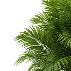 Fototapeta premium Lush Green Palm Leaves Against A Clean White Background Studio Shot
