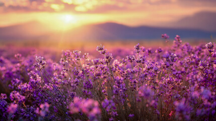 Obraz premium Vibrant purple wildflowers blooming in a vast field under the warm golden light of a setting sun with mountains silhouetted in the distance