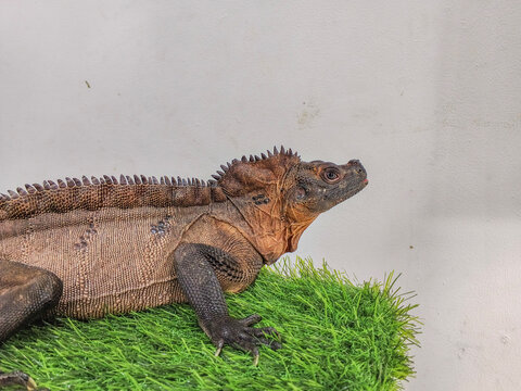 Sailfin dragon lizard resting on green grass, displaying textured scales and spiny crest. A semi-aquatic reptile native to Indonesia and the Philippines, often found near rivers and mangroves.