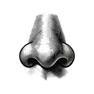 Detailed Black and White Woodcut Engraving of a Human Nose