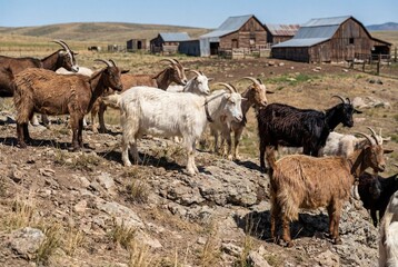 Obraz premium A diverse herd of brown, white, and black goats stands on rocky, dry ground with rustic wooden barns and rolling hills under a clear blue sky.