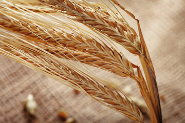 Fototapeta premium Golden wheat stalks stand tall on a textured fabric background in a harvest scene