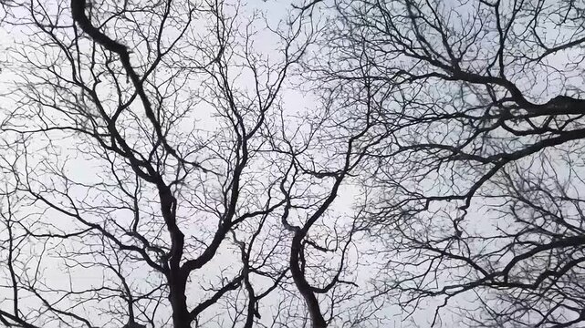 Leafless tree branches intertwined against a gray sky viewed from below