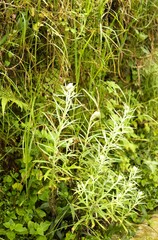 Obraz premium Anaphalis species white alpine flower with green leaves, Himalayan natural background