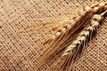 Fototapeta premium Wheat stalks placed on burlap fabric in a natural setting during daylight hours