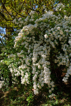 Beautiful white Spiraea bush blossom in spring. Sochi.