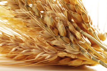 Fototapeta premium Wheat stalks arranged neatly on a clean surface showing detail and texture in early sunlight