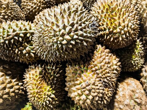 Stacked premium Musang King and Bawor durians at a local market, showcasing spiky tropical fruits ready for sale and fresh harvest appeal