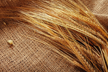 Fototapeta premium Wheat stalks placed on a burlap cloth in a sunlit setting