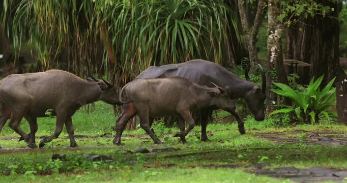Domestic water buffalo Bubalus bubalis walking across green grass field near forest edge, rural livestock behavior in tropical park setting, slow motion.