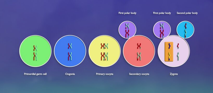 Chromosomal changes from primordial germ cell to zygote