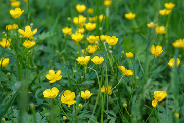 Obraz premium Yellow Buttercup Flowers Blooming In Green Meadow