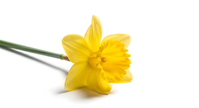 A single yellow daffodil flower lies on a bright white surface