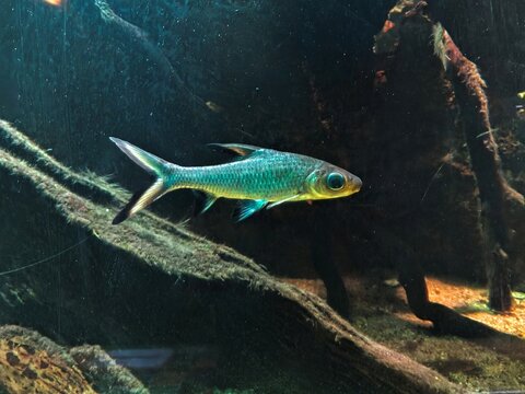 Bala shark fish swimming in an aquarium with driftwood, showcasing sleek silver bodies and active schooling behavior popular in freshwater tanks.