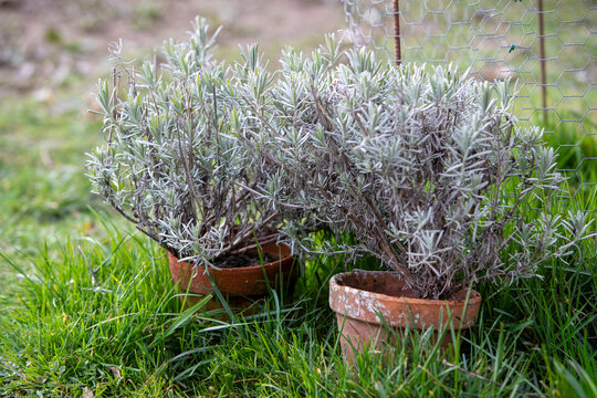 Deux pots en terre cuite remplis de lavande pos&eacute;s &agrave; l'ext&eacute;rieur dans l'herbe, baign&eacute; par la lumi&egrave;re d'un timide soleil, avec en arri&egrave;re-plan un paysage naturel de jardin flou.