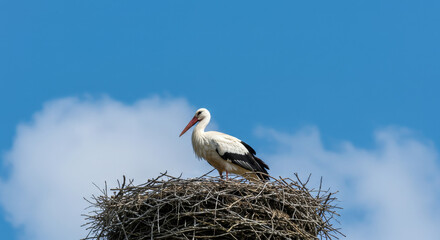 Fototapeta premium White stork bird standing on a large nest made of branches. Wildlife and nature concept for animal conservation awareness.
