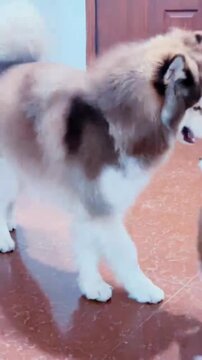 Adorable fluffy adult husky dog and its cute puppy playing together indoors, showcasing a heartwarming family bond.