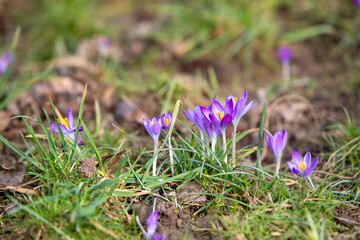 Magnifiques petites fleurs de crocus violettes poussant dans un jardin, paysage ensoleillé. Symbole du début du printemps, concept du réveil de la nature. Fond floral printanier. © AGDER