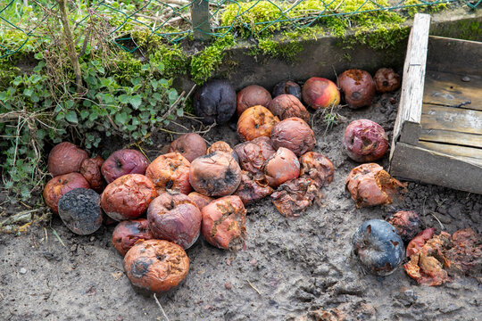 Pommes pourries sur un sol de terre. Une vielle cagette en bois &agrave; c&ocirc;t&eacute;. Fruits en d&eacute;composition naturelle et leurs imperfections.