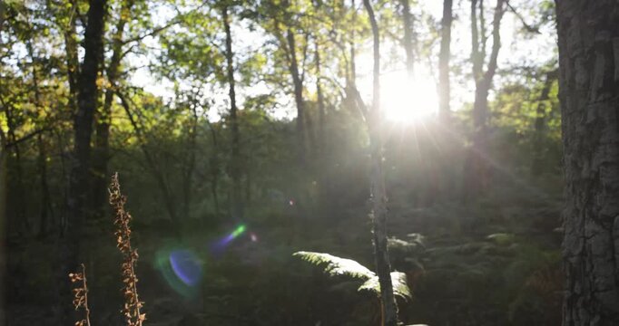 A forest with a lot of trees and a lot of green fern leaves.