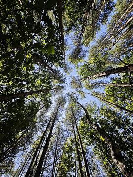 A low-angle (worm's eye view) perspective showcasing the majesty of tall trees reaching towards a clear blue sky. Bright sunlight filters through the lush green foliage, creating a peaceful and refres