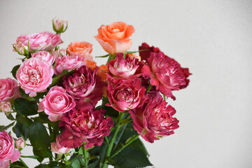 カラフルな薔薇