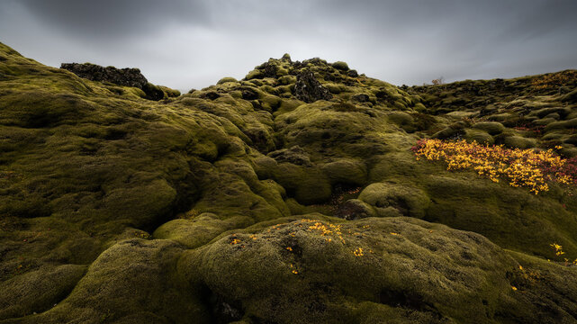 View of a moss-covered lava field stretches under a dramatic, overcast sky, punctuated by small patches of vibrant yellow flowers, Reykjav&Atilde;&shy;k, Iceland.