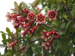 Obraz premium Cluster of vibrant red berries growing on a lush green bush in natural sunlight