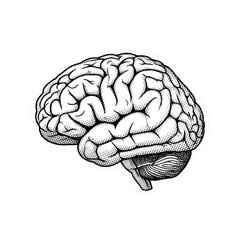 Fototapeta premium Detailed illustration of the human brain with highlighted regions