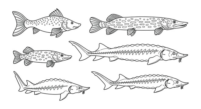 Vintage illustration of various freshwater fish species in a row