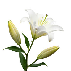 Obraz premium White lily in bloom with buds isolated on transparent background