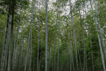 Fototapeta premium Dense and tranquil green bamboo forest landscape