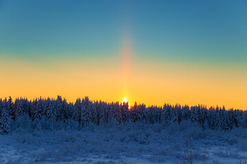 Fototapeta premium Sunset in a winter forest with snow-covered fir trees.